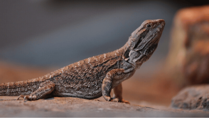 Bearded Dragon