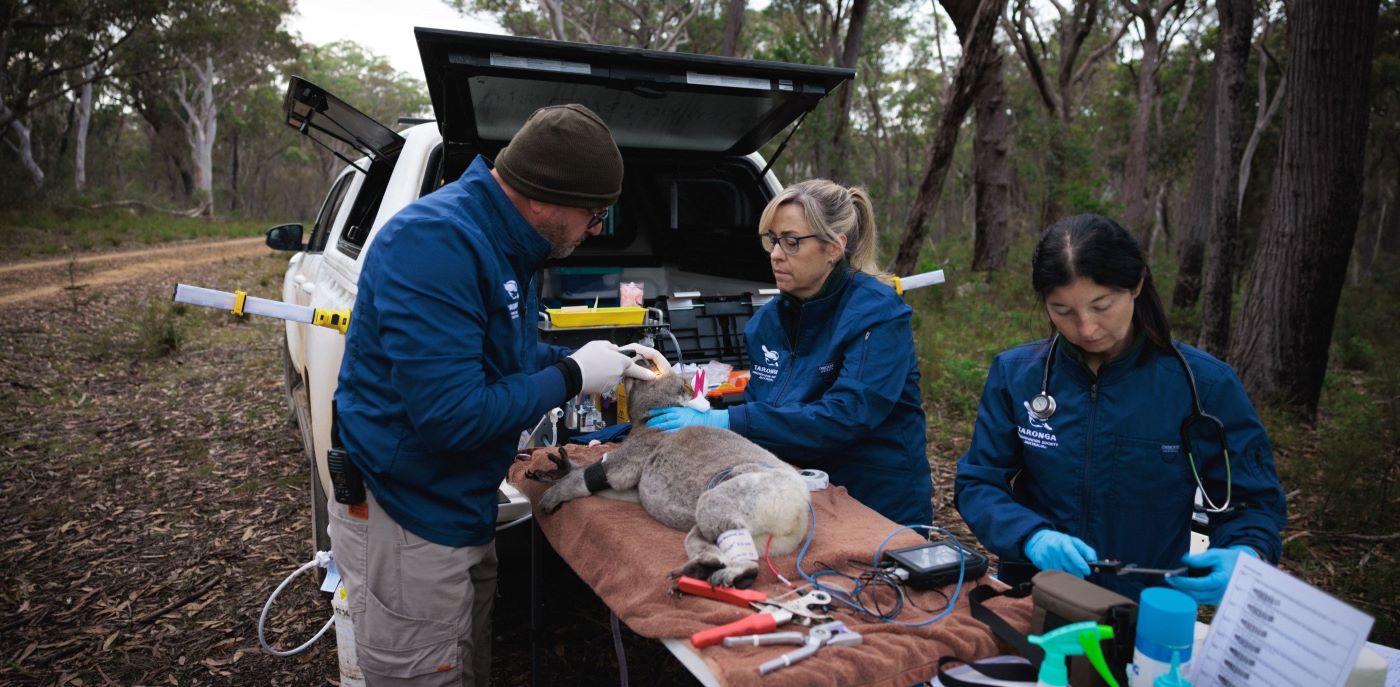 Koala Sentinel Population Monitoring Program