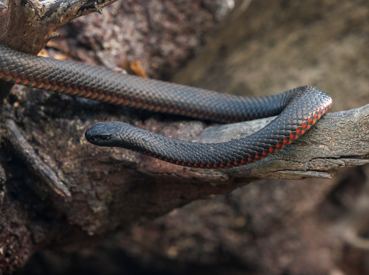 Red Bellied Black Snake