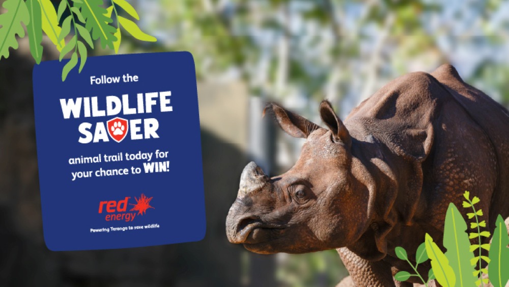 Red Energy Zoo Month