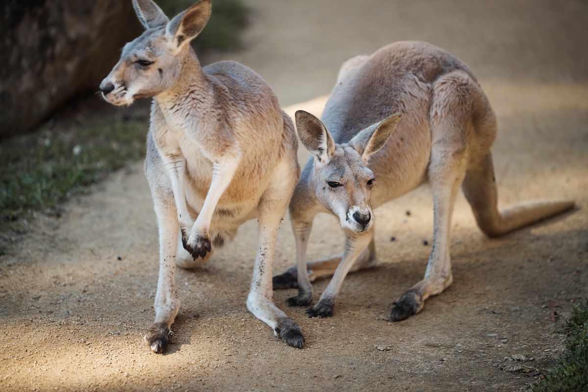 Nura Diya Australia habitat