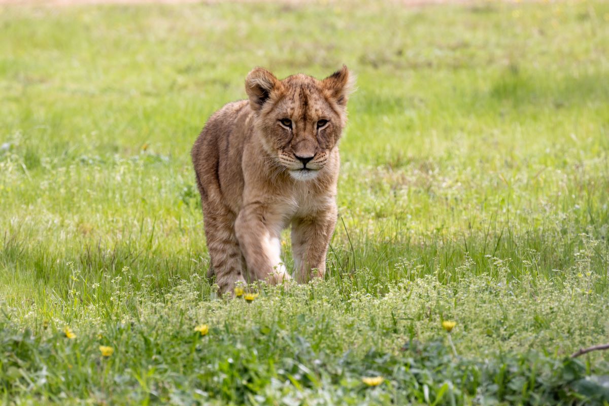 Roaming the Pride Lands