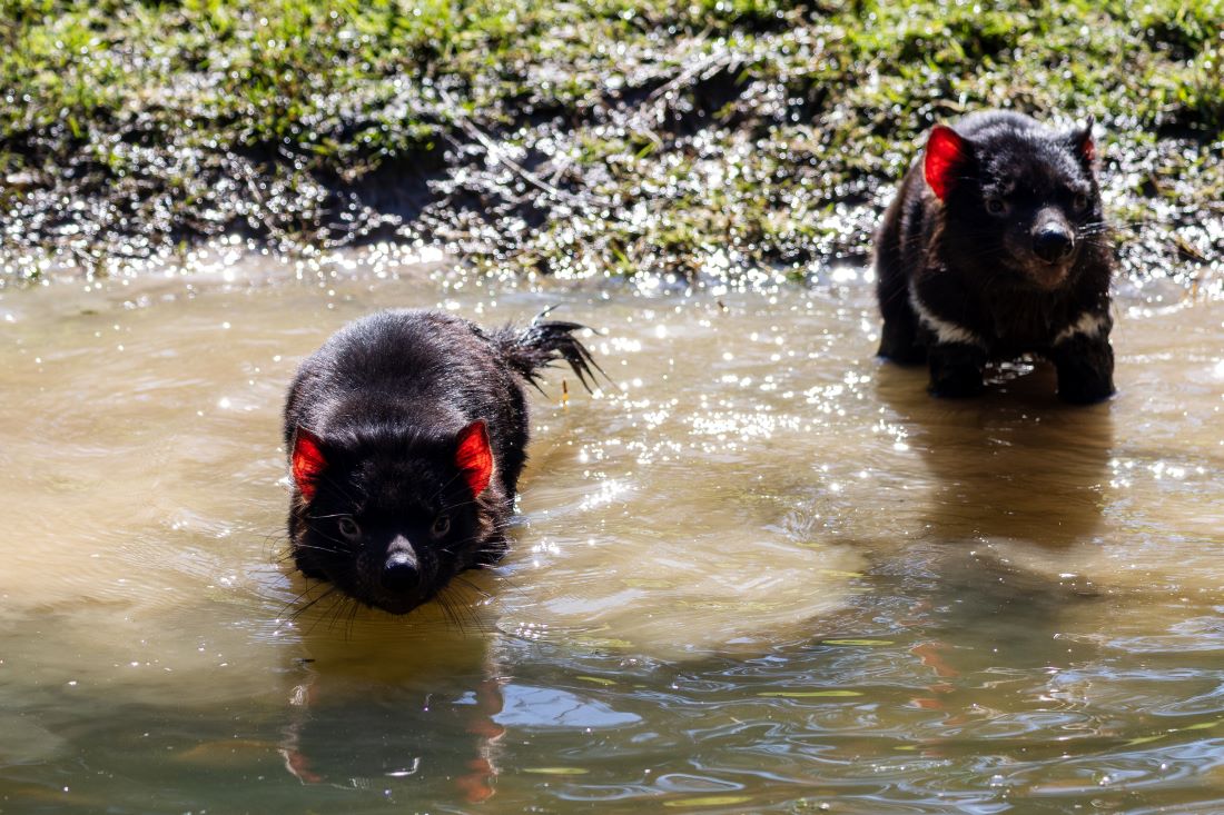 Tasmanian Devils, Blaze, Devon and Sam