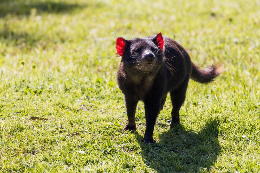 Dubbo Zoos newest arrivals
