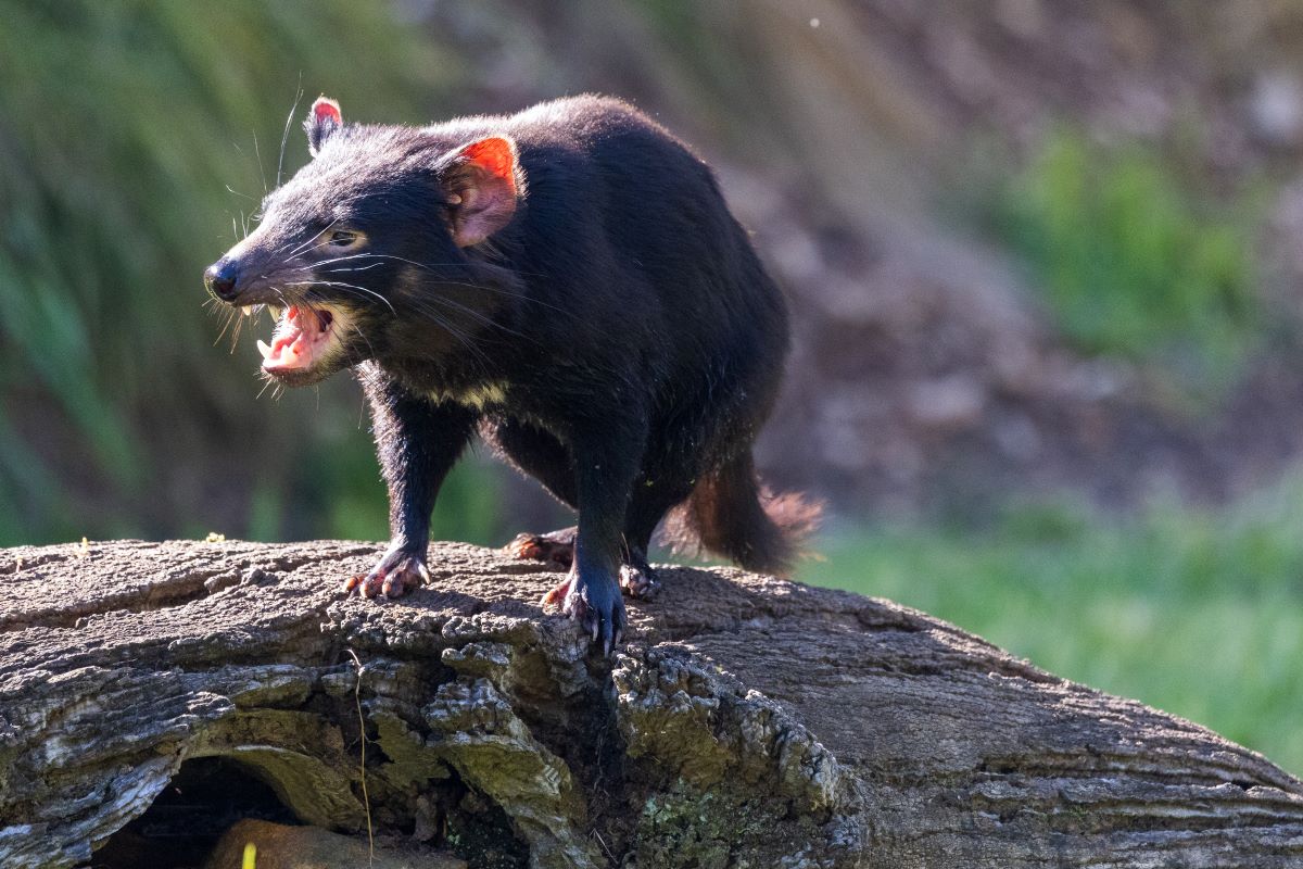 One of Australia’s most iconic native species