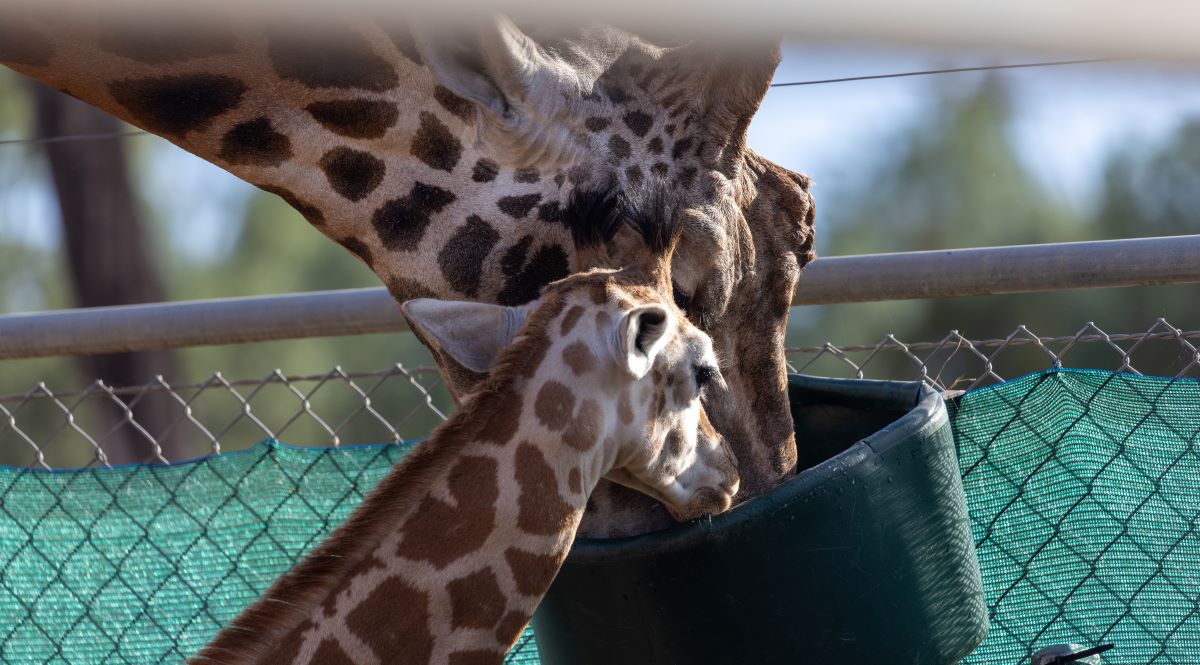 Msumeno with his dad Mtoto