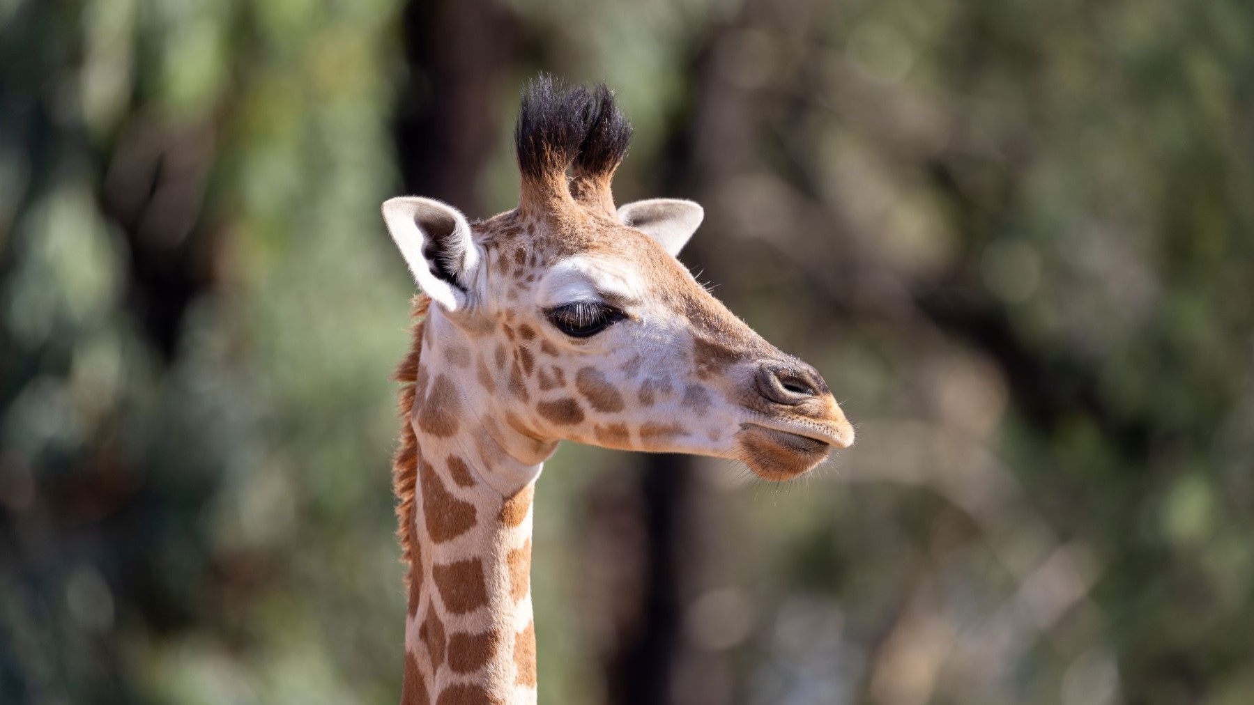 The newest member of the Zoo's Giraffe herd