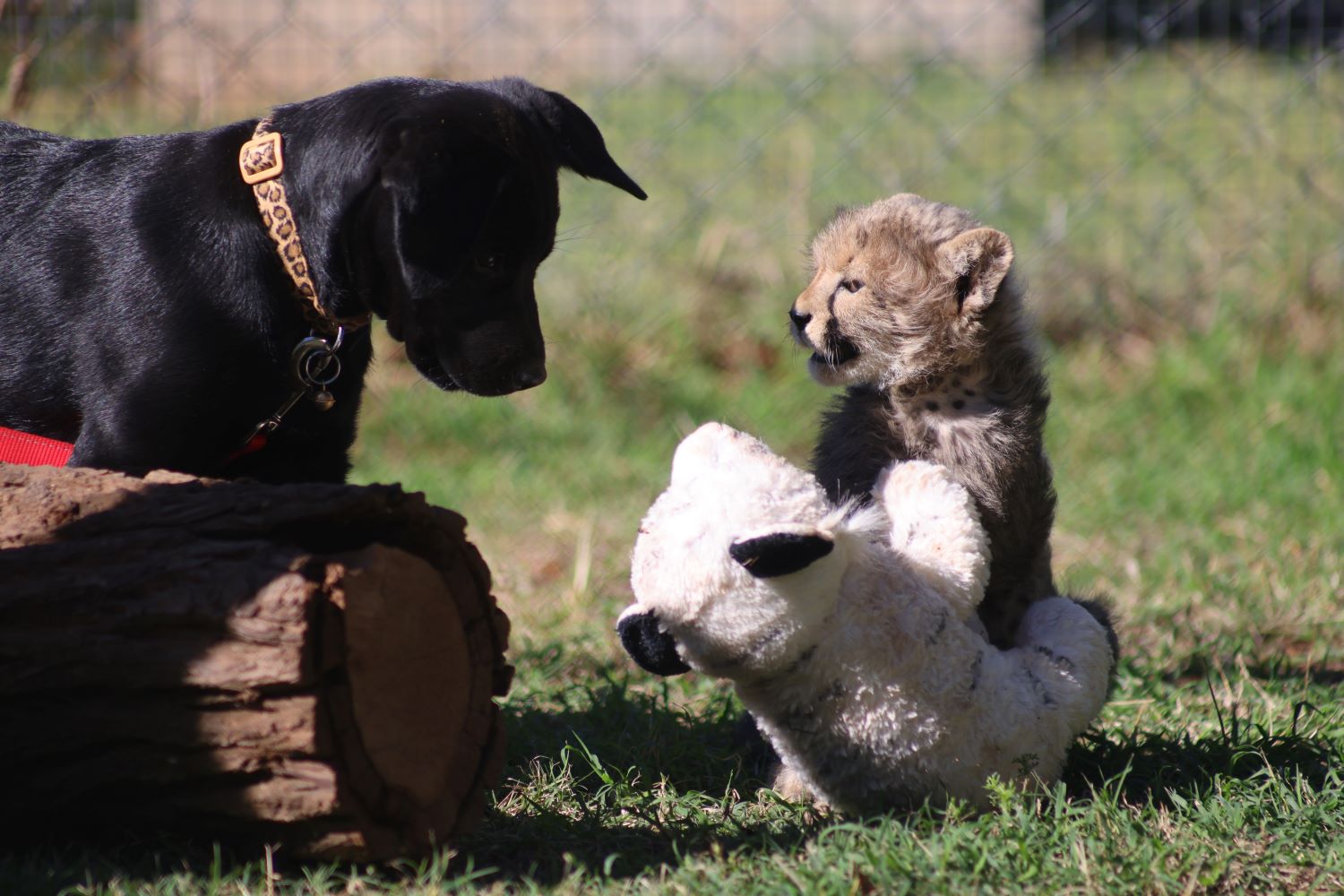 Cub Rozi and Lab Ziggy