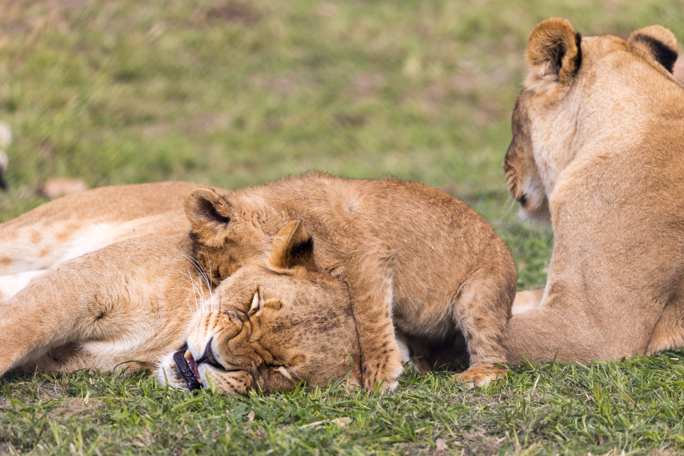 Playful personalities