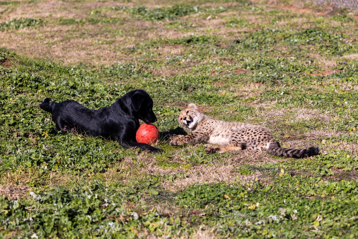 Cub Rozi and Lab Ziggy