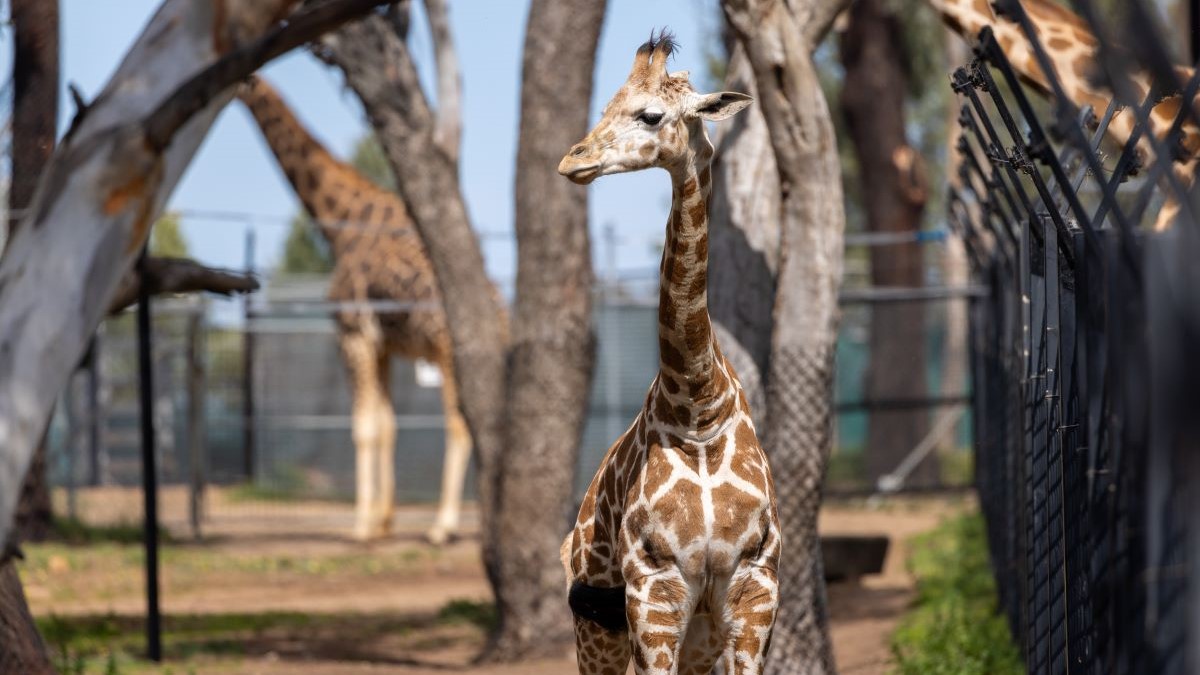 Standing Tall at over 275 kilograms