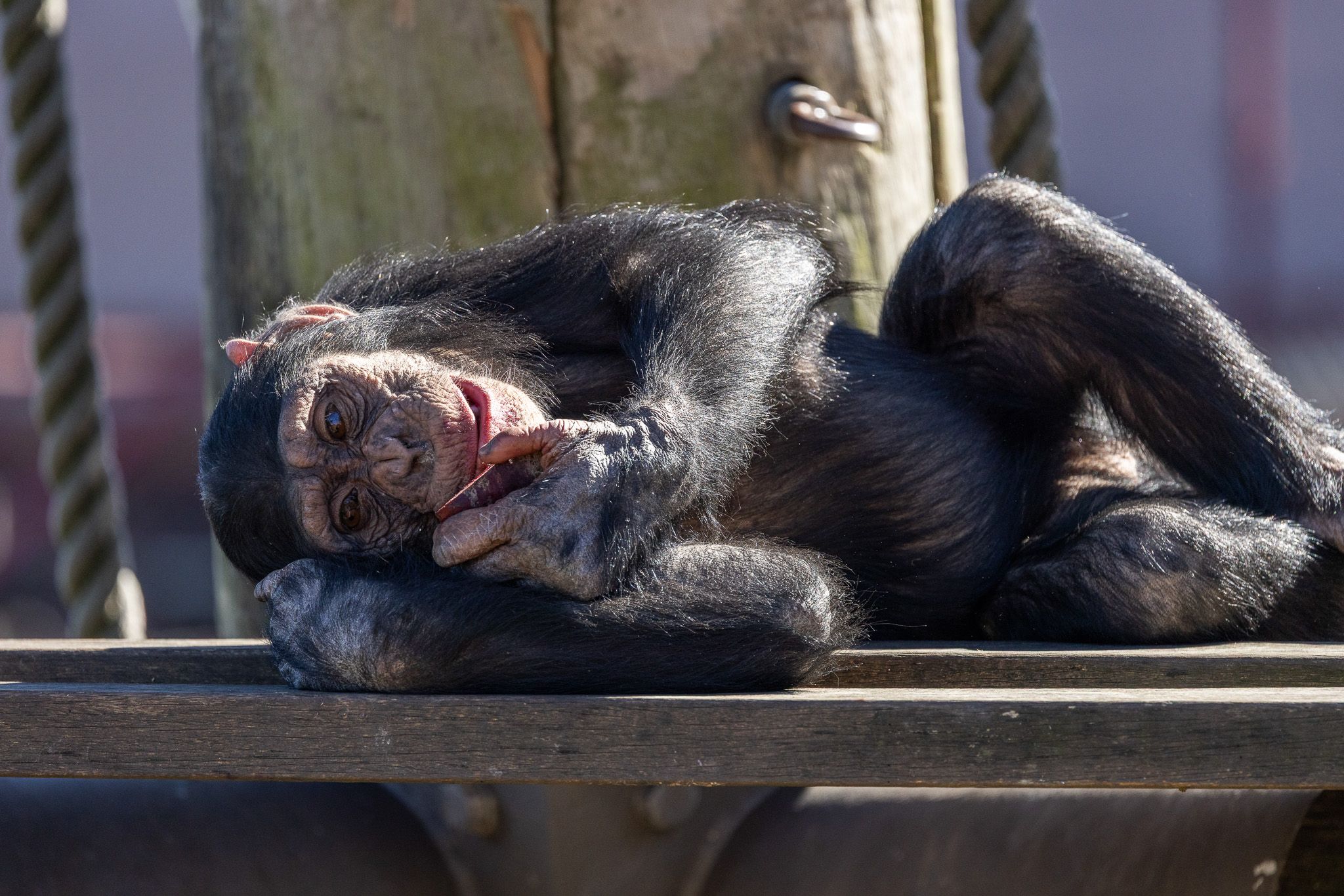 Chimpanzee