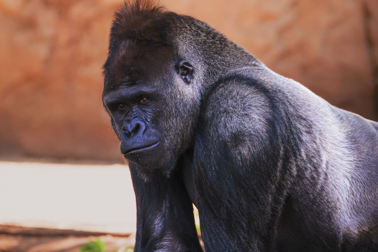 Western Lowlands Gorilla
