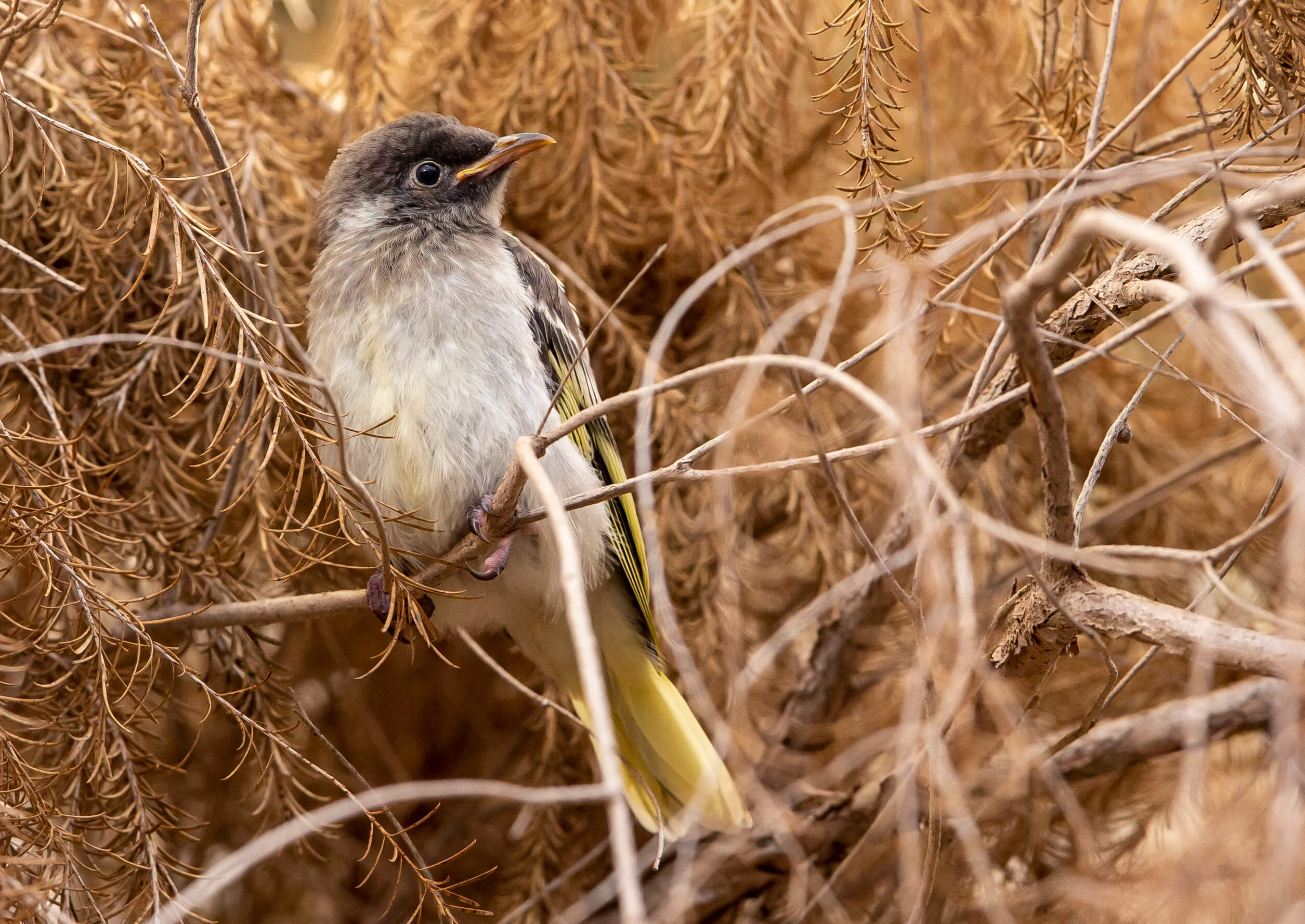 Regent Honeyeater chick Photo: Rick Stevens