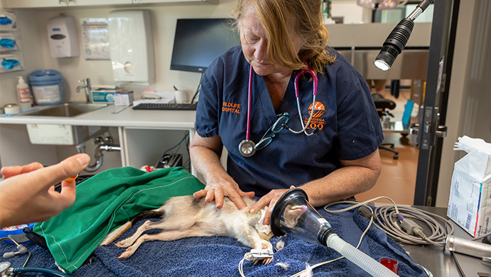 Greater Bilby during health check