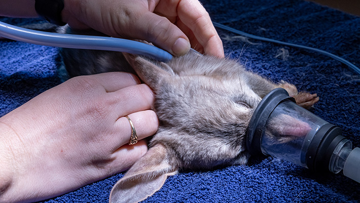 Greater Bilby during health check