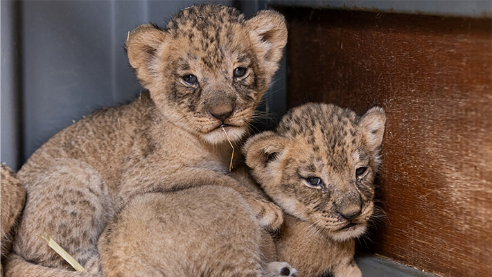 Lion cubs born at Taronga Western Plains Zoo