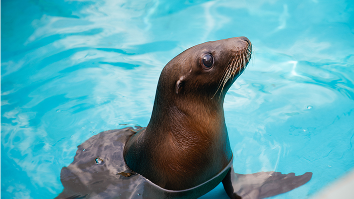 Australian Sea Lion