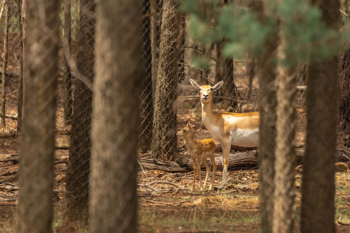 Eland calves at Taronga Western Plains Zoo