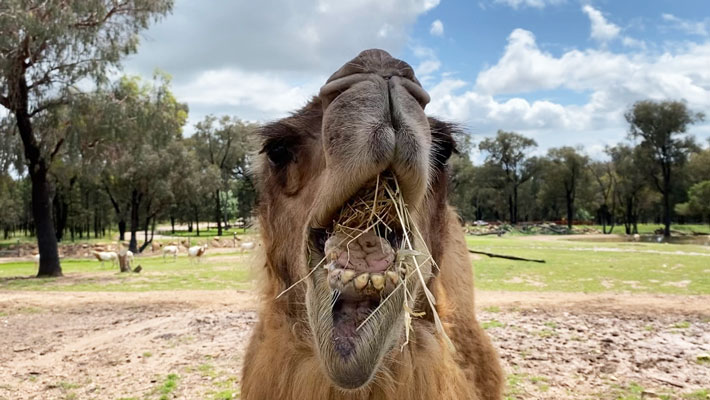 Samera Chewing Food, Taronga Western Plains Zoo. Photo: Keeper Ruby