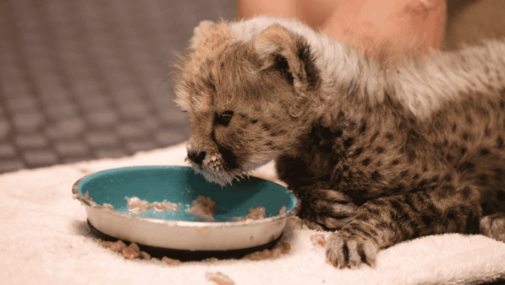 Cheetah Cub at 7 weeks old gaining strength and growing quickly