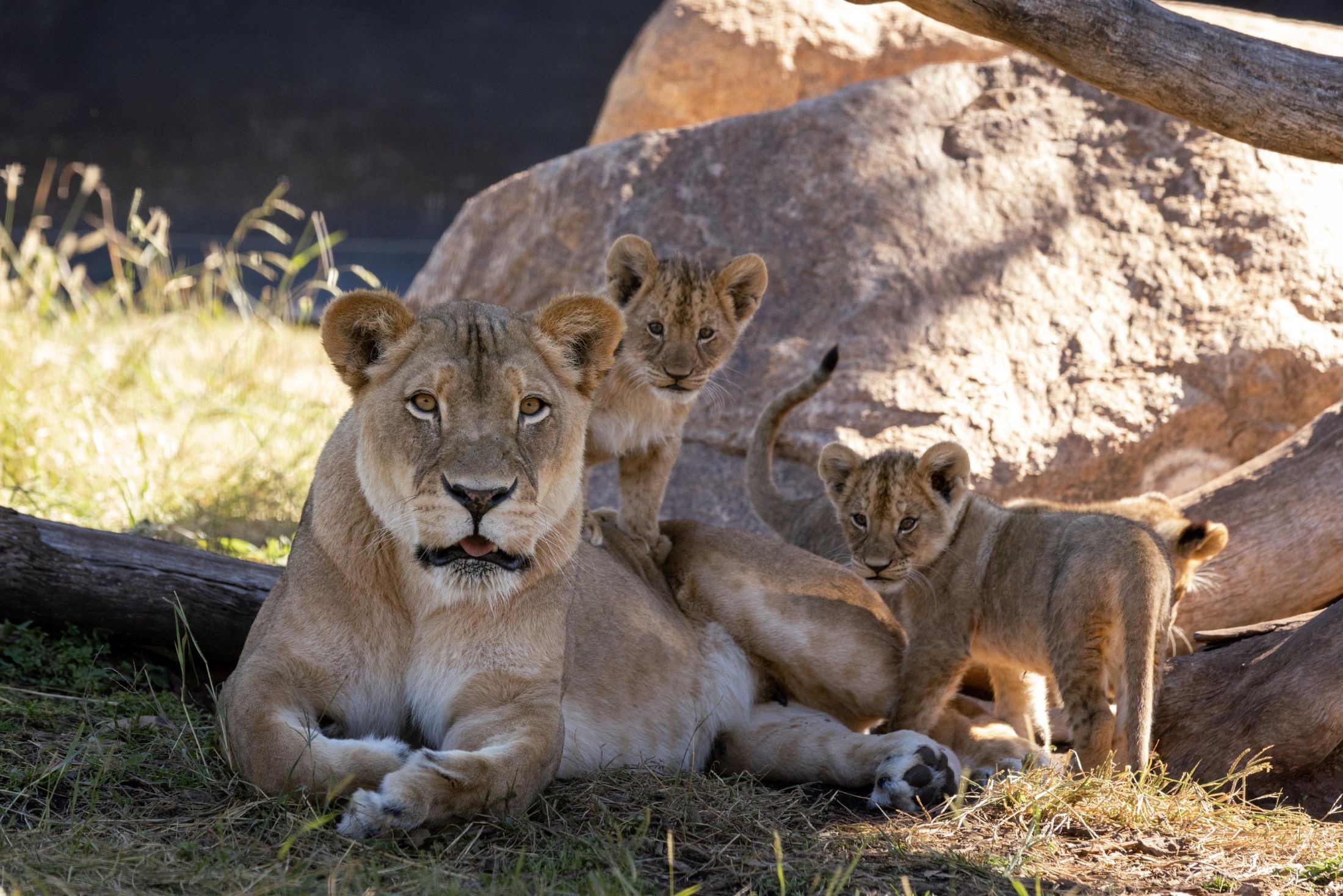 Lion cubs with their mum Marion