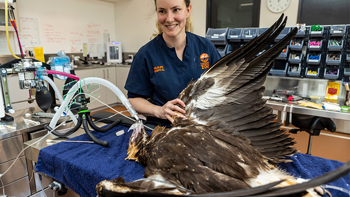 Wedge-tailed Eagle being treated at Taronga Western Plains Zoo. Photo: Rick Stevens 