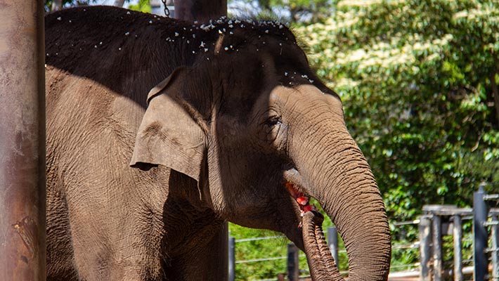 Asian Elephant enjoying ice-block and popcorn enrichment