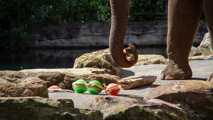 Ice-block enrichment for Asian Elephant