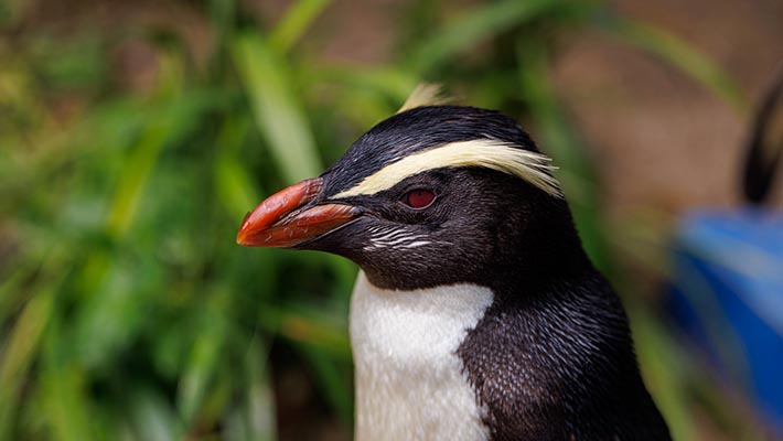 Fiordland Penguin female Dusky