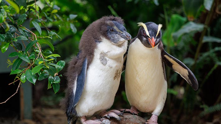 Fiordland Penguin chick with mother penguin Dusky