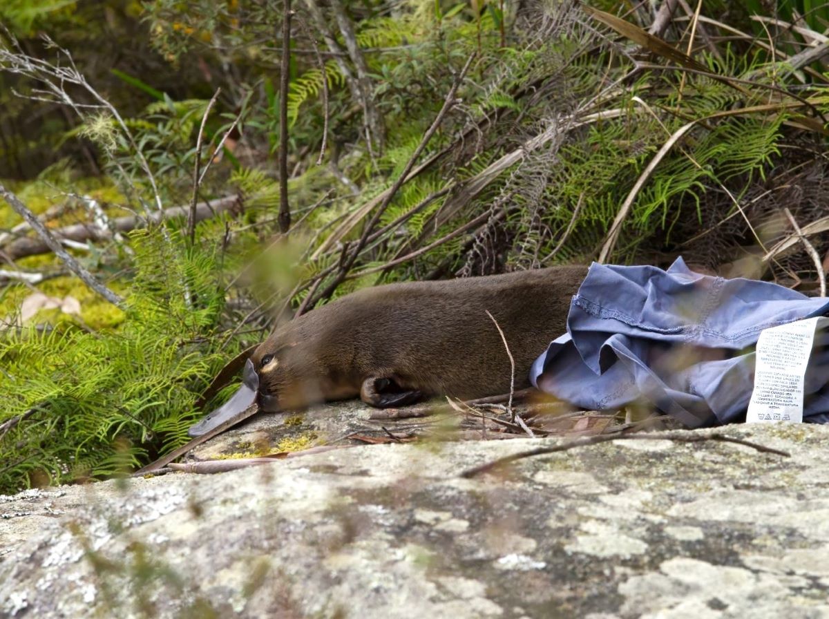 First steps out to new home. Platypus released back to Blue Mountains National Park