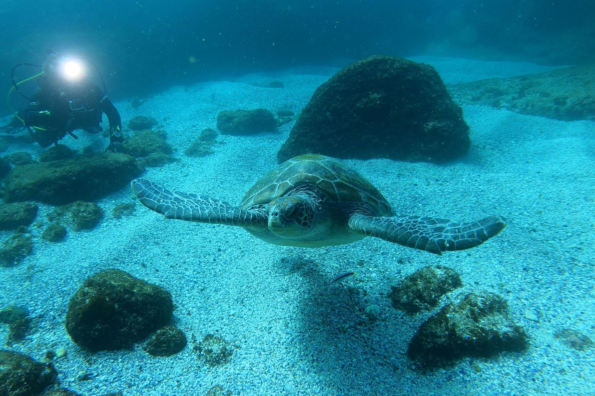 Green Turtle swimming along ocean bottom with Taronga scientist in background