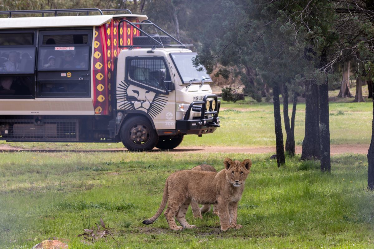 Guests see Lion cub Nguvu from the Pride Lands Patrol tour truck