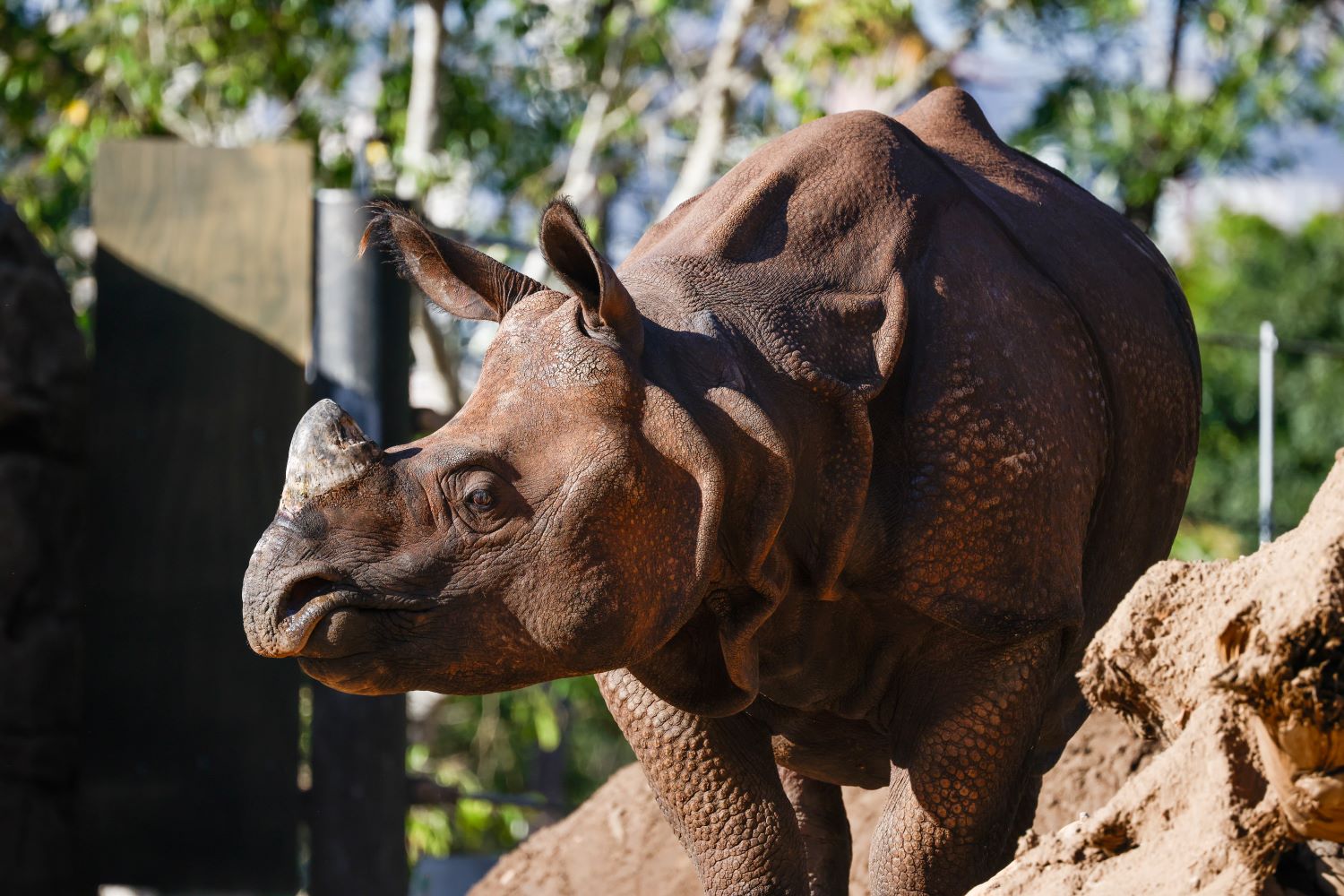 Hari the Greater One-Horned Rhino at Taronga Zoo Sydney