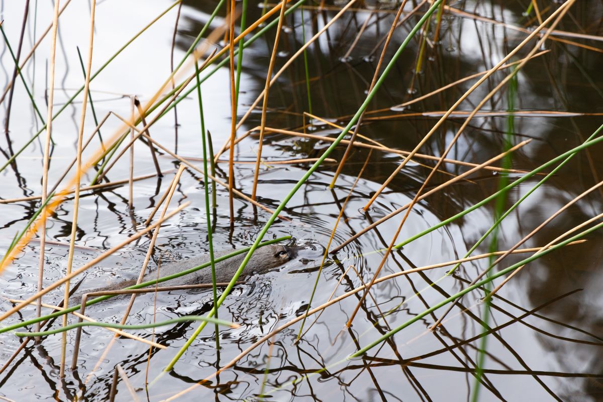 Juvenile platypus back home in the Blue Mountains