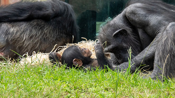 Lemba the Chimpanzee turns one. Photo: Keeper Scott Brown