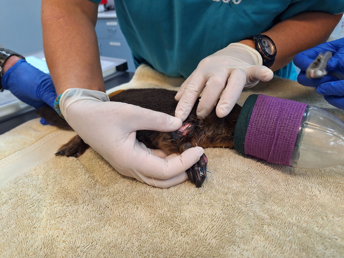 Platypus right shoulder injury required surgery under general anesthetic during intitial exam