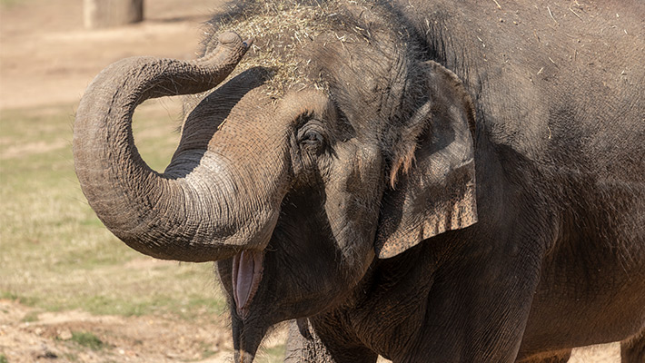 Porntip the Elephant. Photo: Rick Stevens