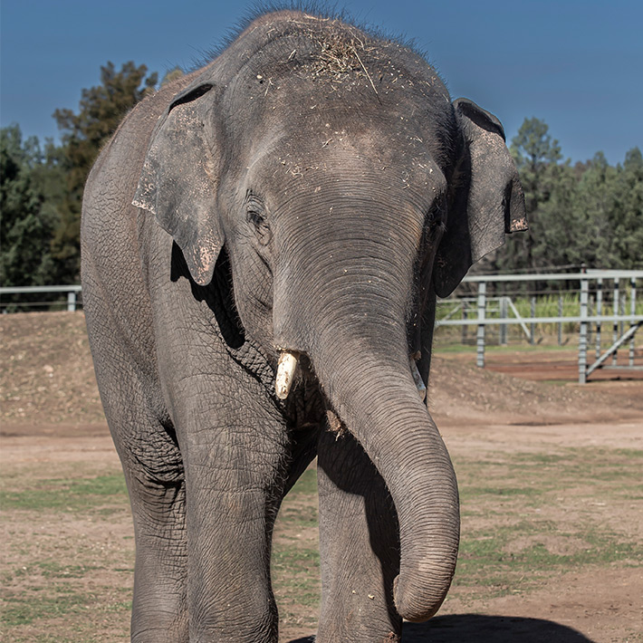 Sabai the Elephant. Photo: Rick Stevens