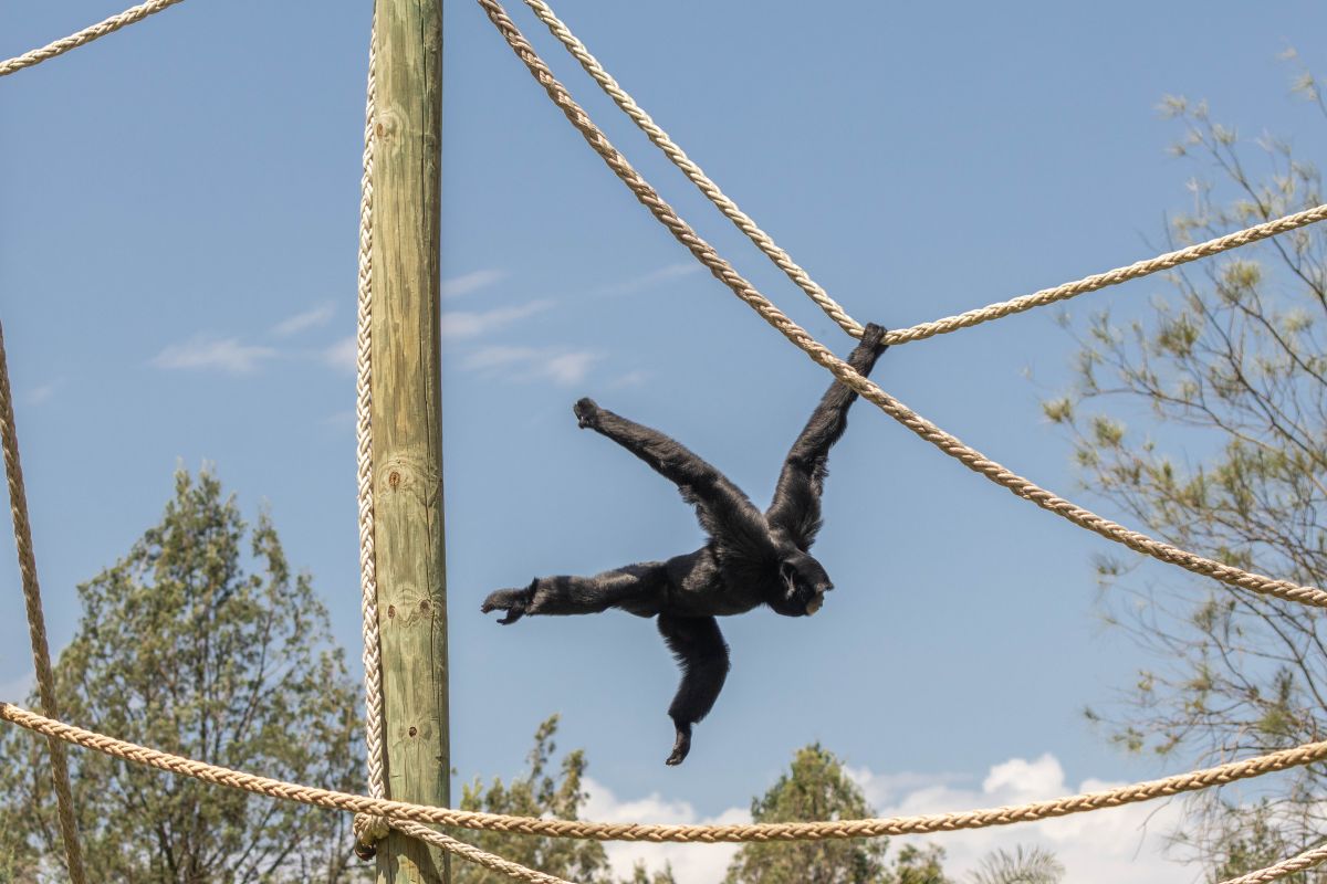 Siamang Kasarna at Taronga Western Plains Zoo