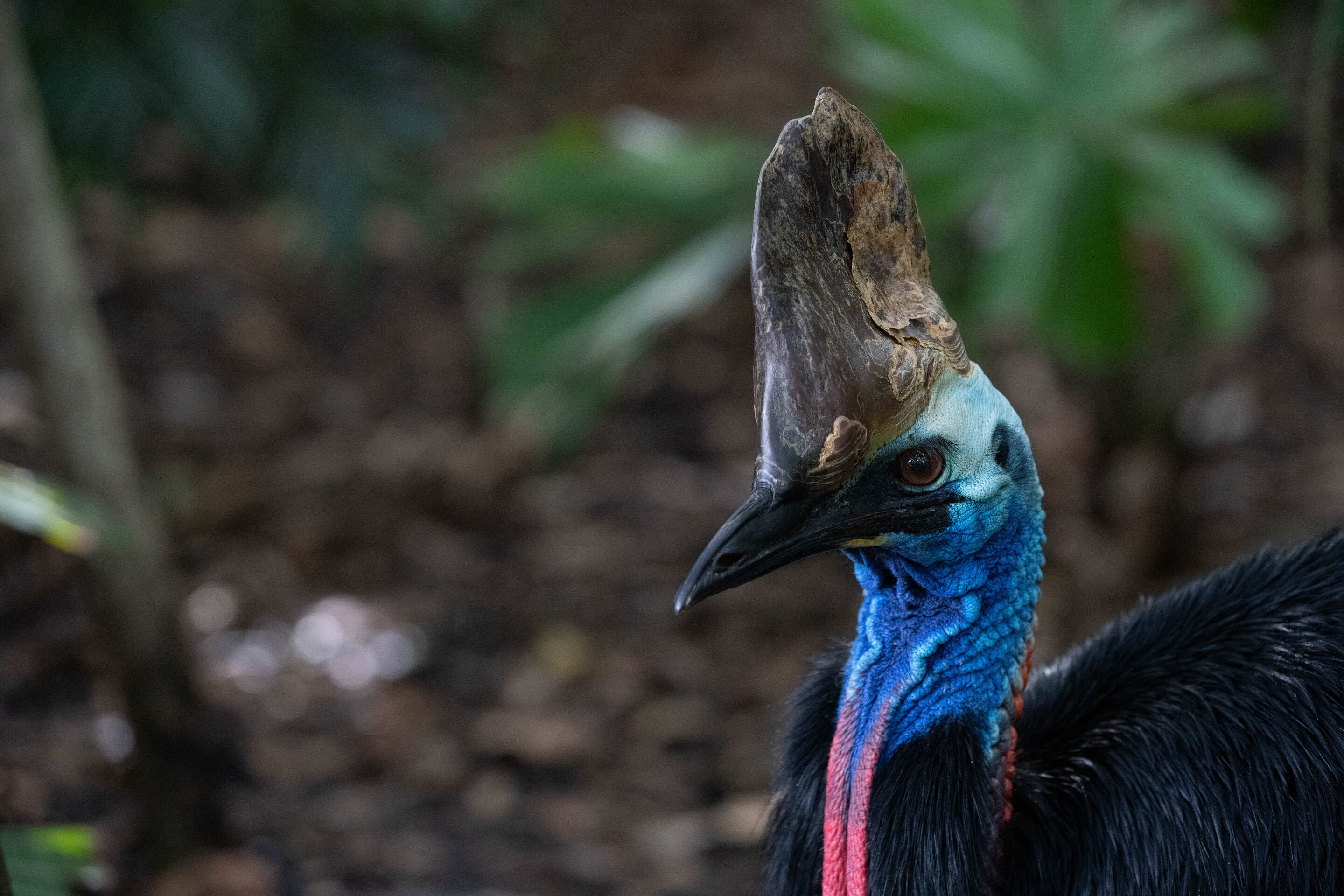Cassowary at Taronga Zoo