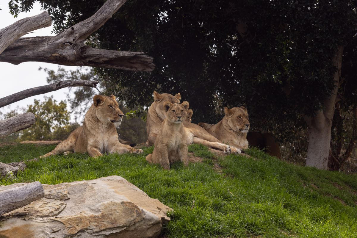 Lion cub Mzuri and the pride