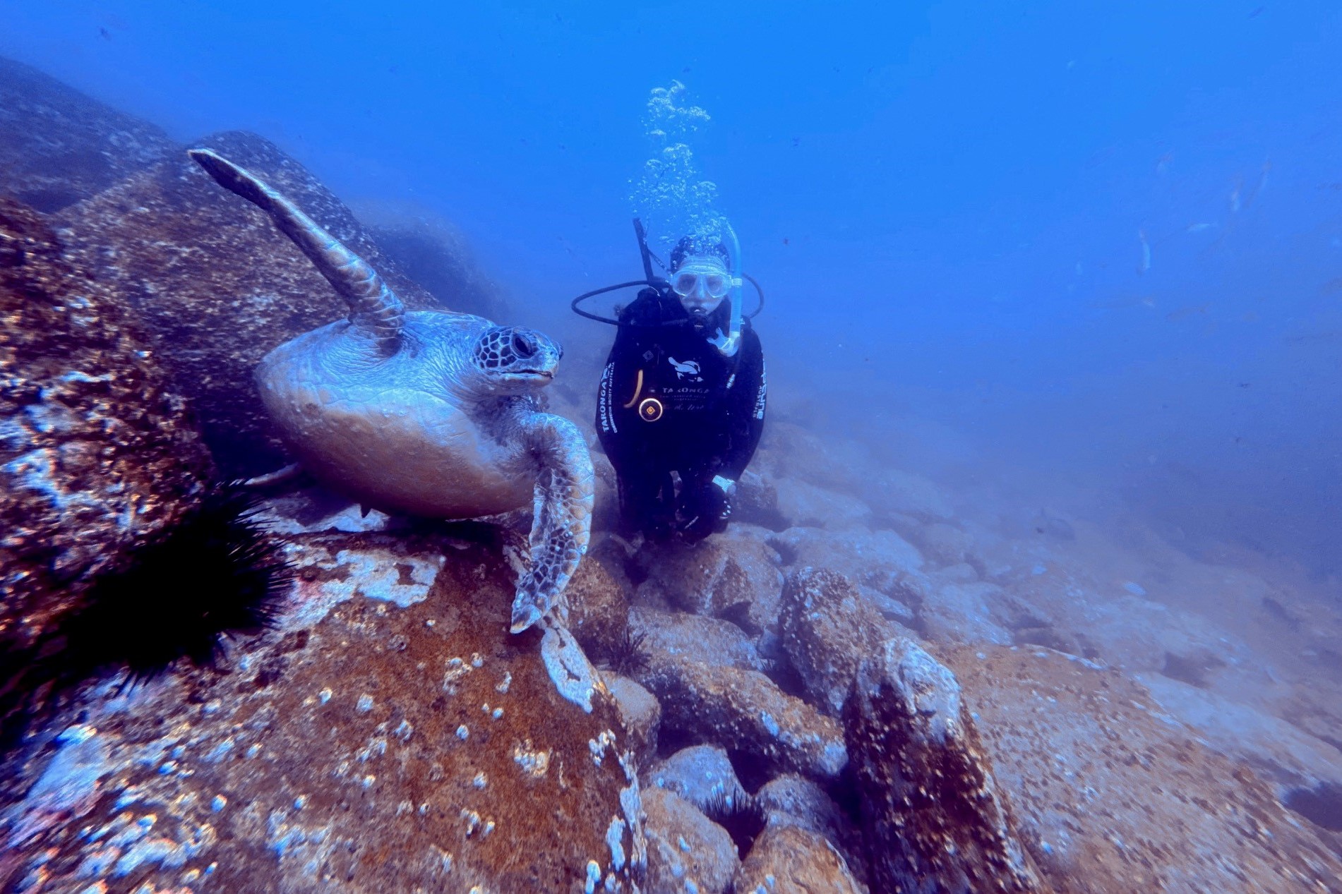 Taronga Conservation Biologist Dr Jo Day checking a Green turtle
