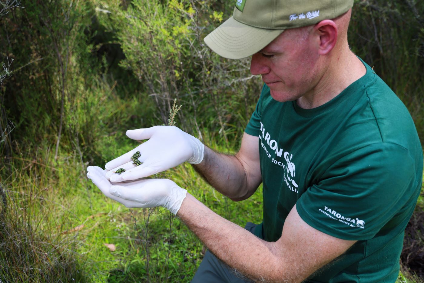 Release of juvenile Northern Corroboree Frogs to Brindabella National Park