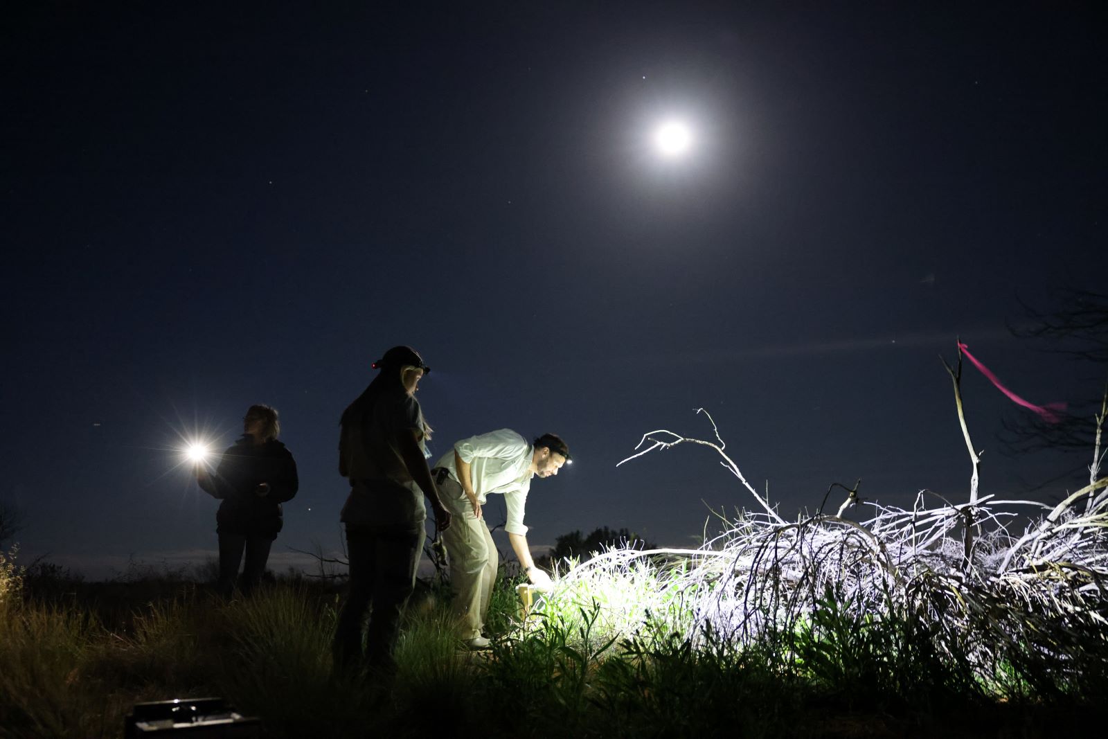 Release of Taronga-bred Chuditch at Sturt National Park