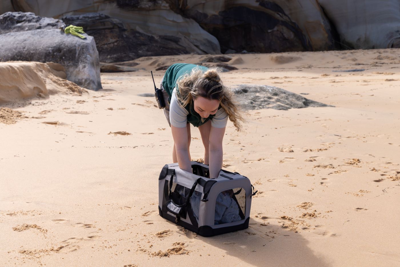 Little Penguin Release at Curl Curl Beach