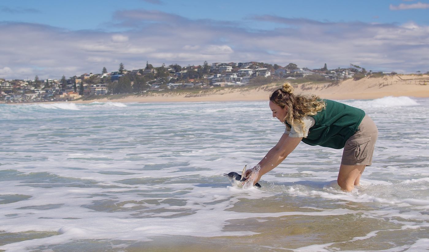 Release of Little Penguin at Curl Curl Beach after 5-weeks of rehabilitation