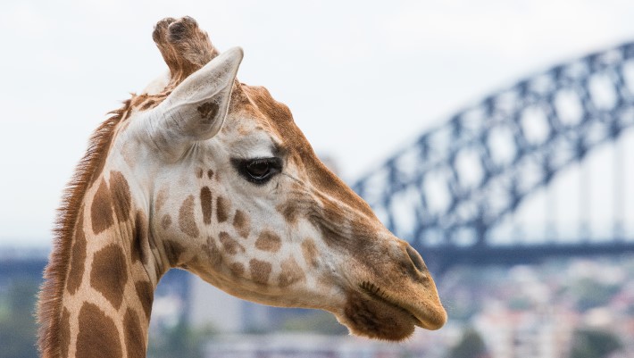 Giraffe in front of Harbour Bridge at Taronga Zoo Sydney
