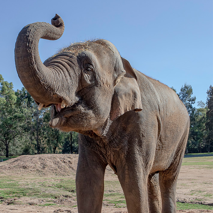 Thong Dee. Photo: Rick Stevens